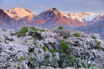 桜と山