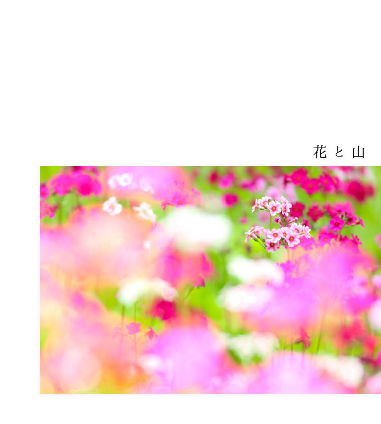 花と山